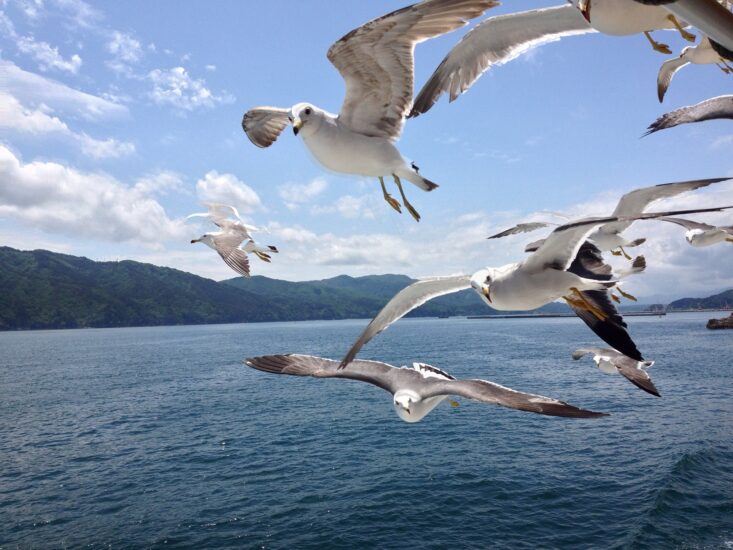 「浄土ヶ浜をまるごと調べよう！」夏休み自由研究応援企画