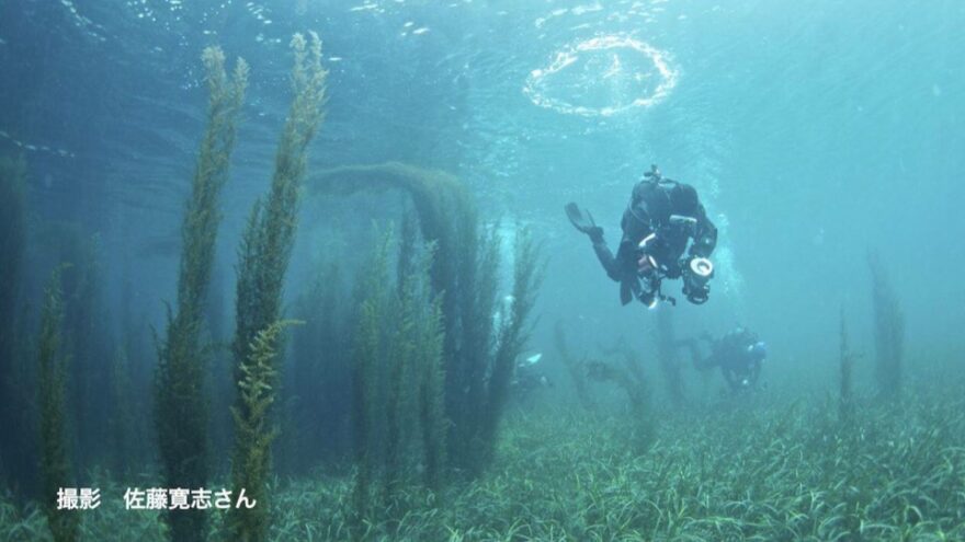 2017 #25 海底の神秘 海を見守る三陸のダイバー