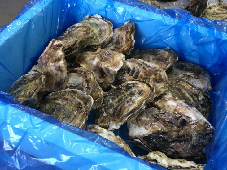 今がまさに最盛期！　海と人が育んだ“三陸の牡蠣”　Oysters produced in Iwate.【陸前高田市】