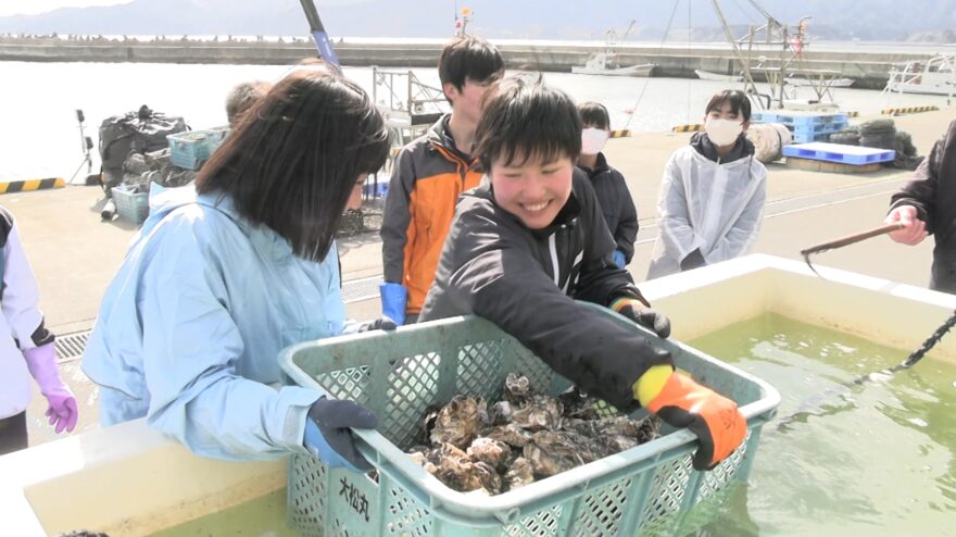 中学生が牡蠣の収穫体験
