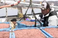 「三陸沖の春の風物詩」イサダ水揚げ　大船渡市三陸町綾里