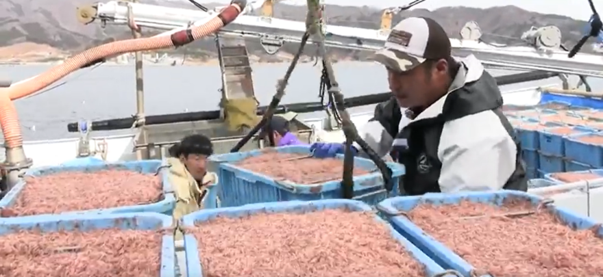 「三陸沖の春の風物詩」イサダ水揚げ　大船渡市三陸町綾里