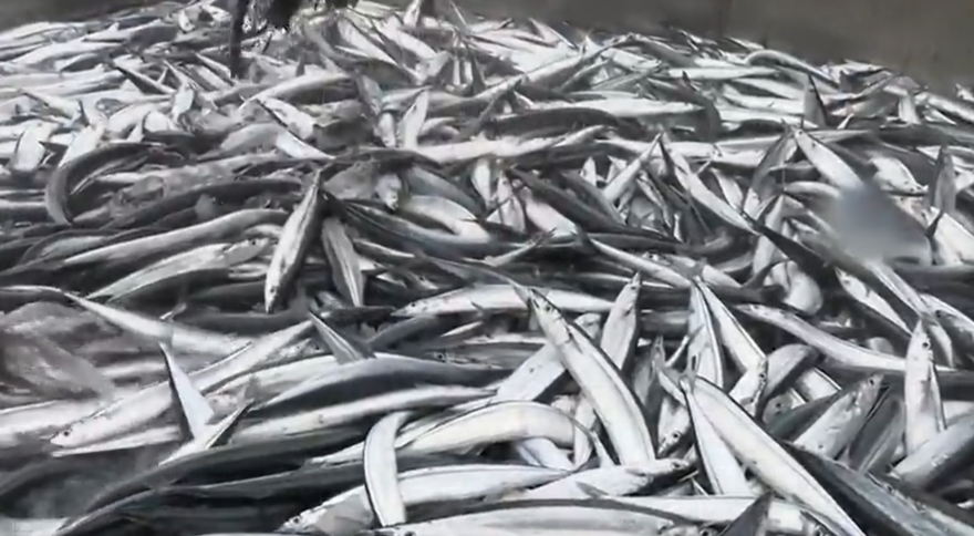 【大船渡】本州トップ　サンマ初水揚げ