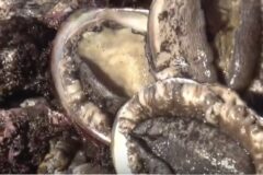 【大船渡市】【釜石市】アワビ口開け