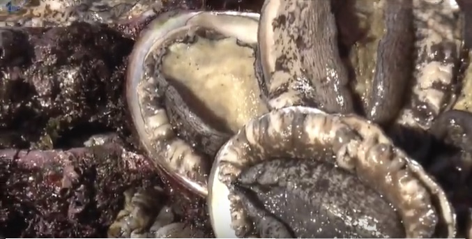 【大船渡市】【釜石市】アワビ口開け