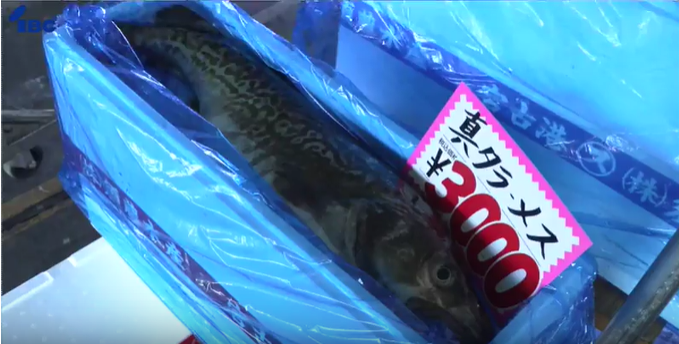 【宮古市】真鱈まつり